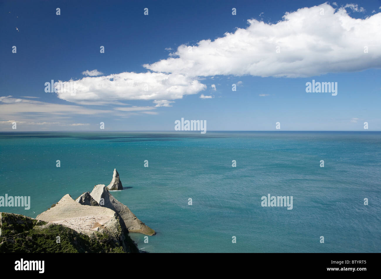 Cape Kidnappers Gannet Colony, Hawkes Bay, North Island, New Zealand Stock Photo