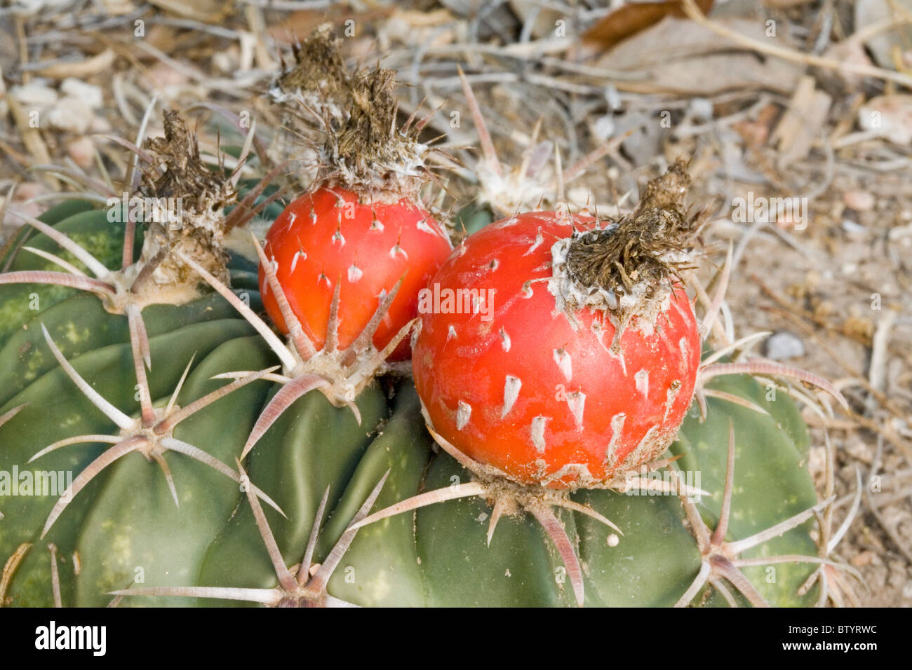 Horsecrippler cactus fruit Stock Photo Alamy