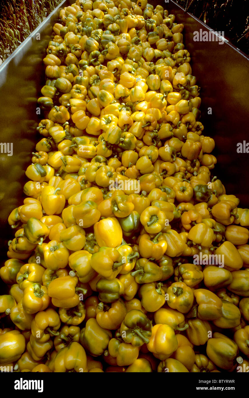 Peppers harvesting hi-res stock photography and images - Alamy