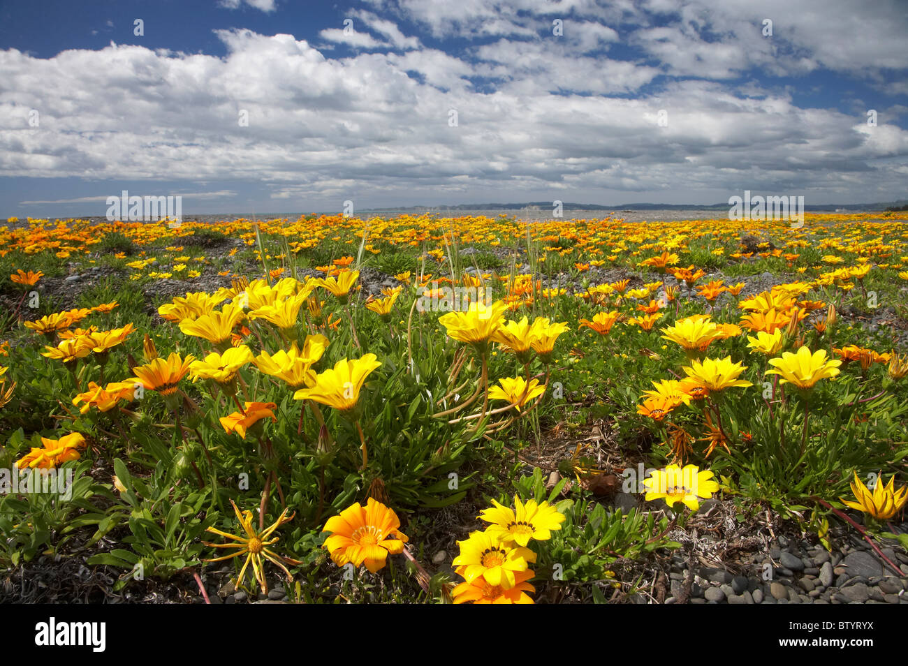 Wildflowers, Marine Parade, Napier Waterfront, Hawkes Bay, North Island, New Zealand Stock Photo