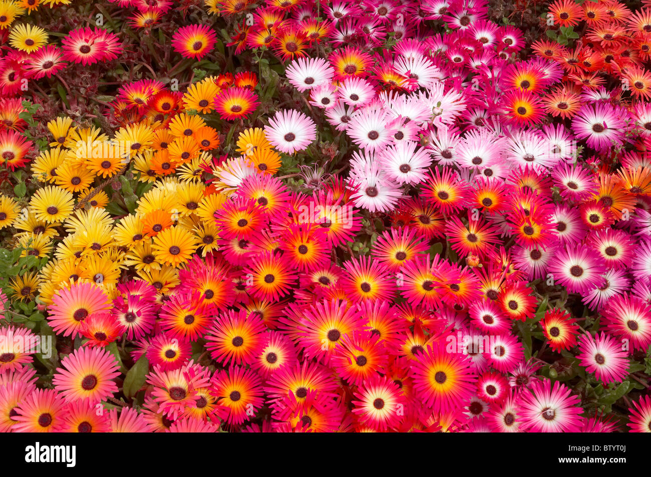 Colourful Flowers, Marine Parade, Napier, Hawkes Bay, North Island, New