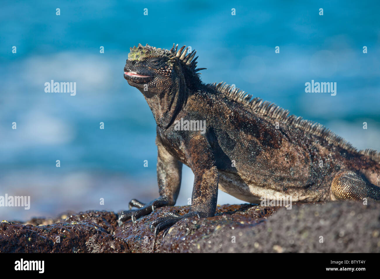 Marine iguana, James Bay, Stantiago Island, Galapagos Islands, Ecuador. Stock Photo