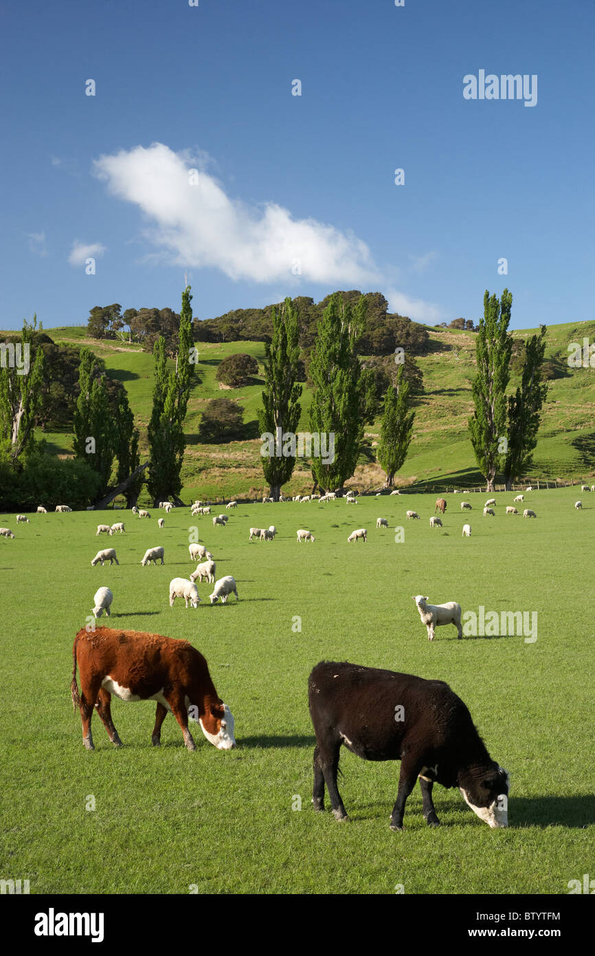 Cows, Sheep, and Farmland Near Masterton, Wairarapa, North Island, New