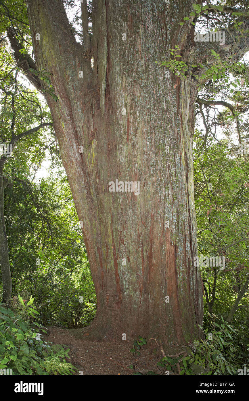 500 year old Totara Tree, Rewanui Forest Park, near Masterton, Wairarapa, North Island, New Zealand Stock Photo