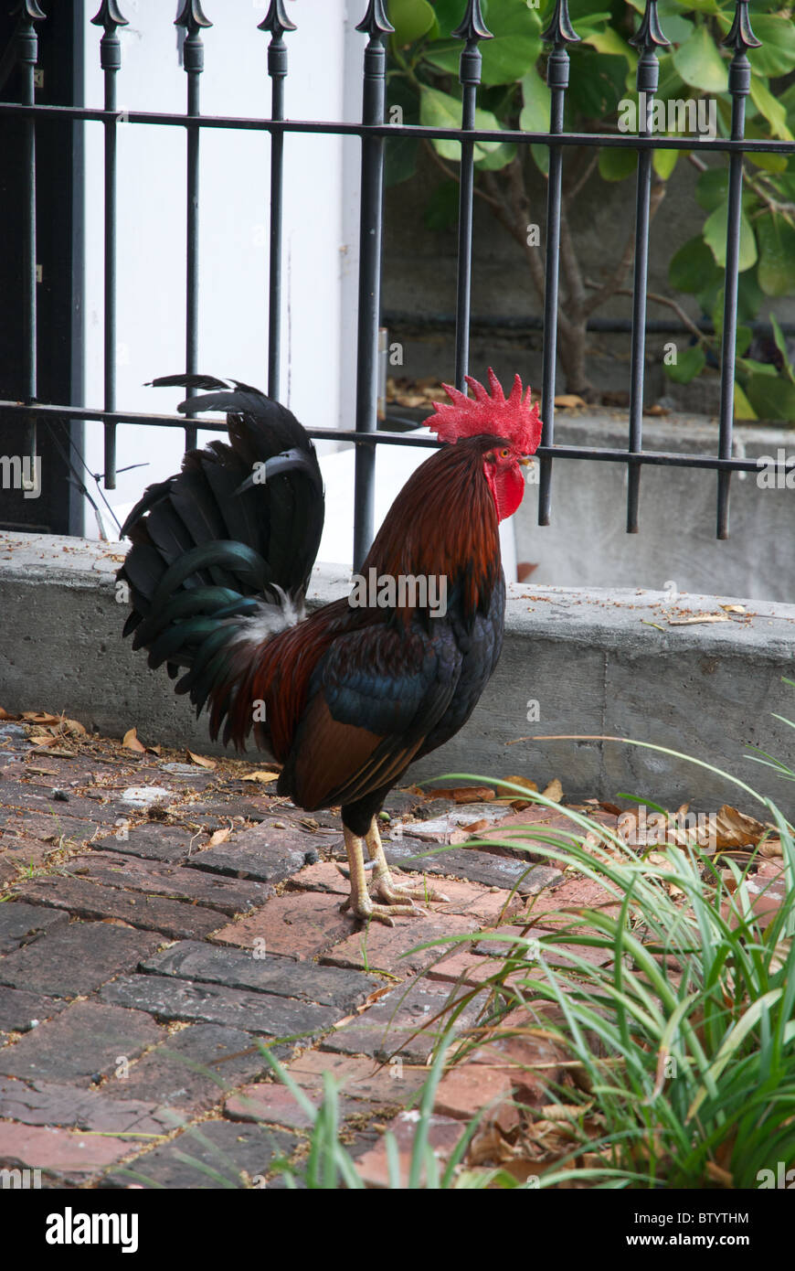 Chicken, Rooster in Key West, Florida Stock Photo Alamy