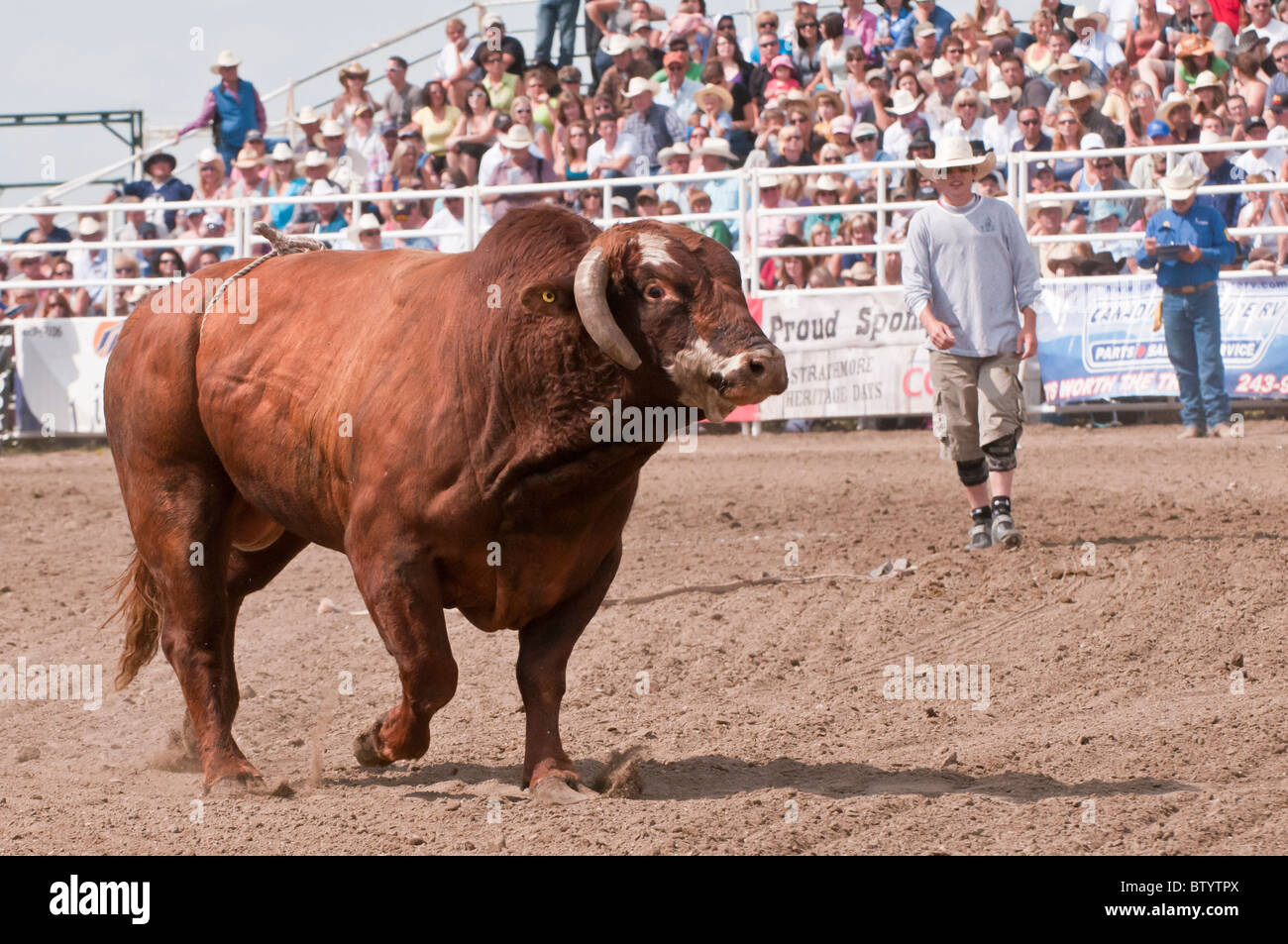 Bull after throwing a cowboy, Strathmore Heritage Days, Rodeo, Strathmore, Alberta, Canada Stock Photo
