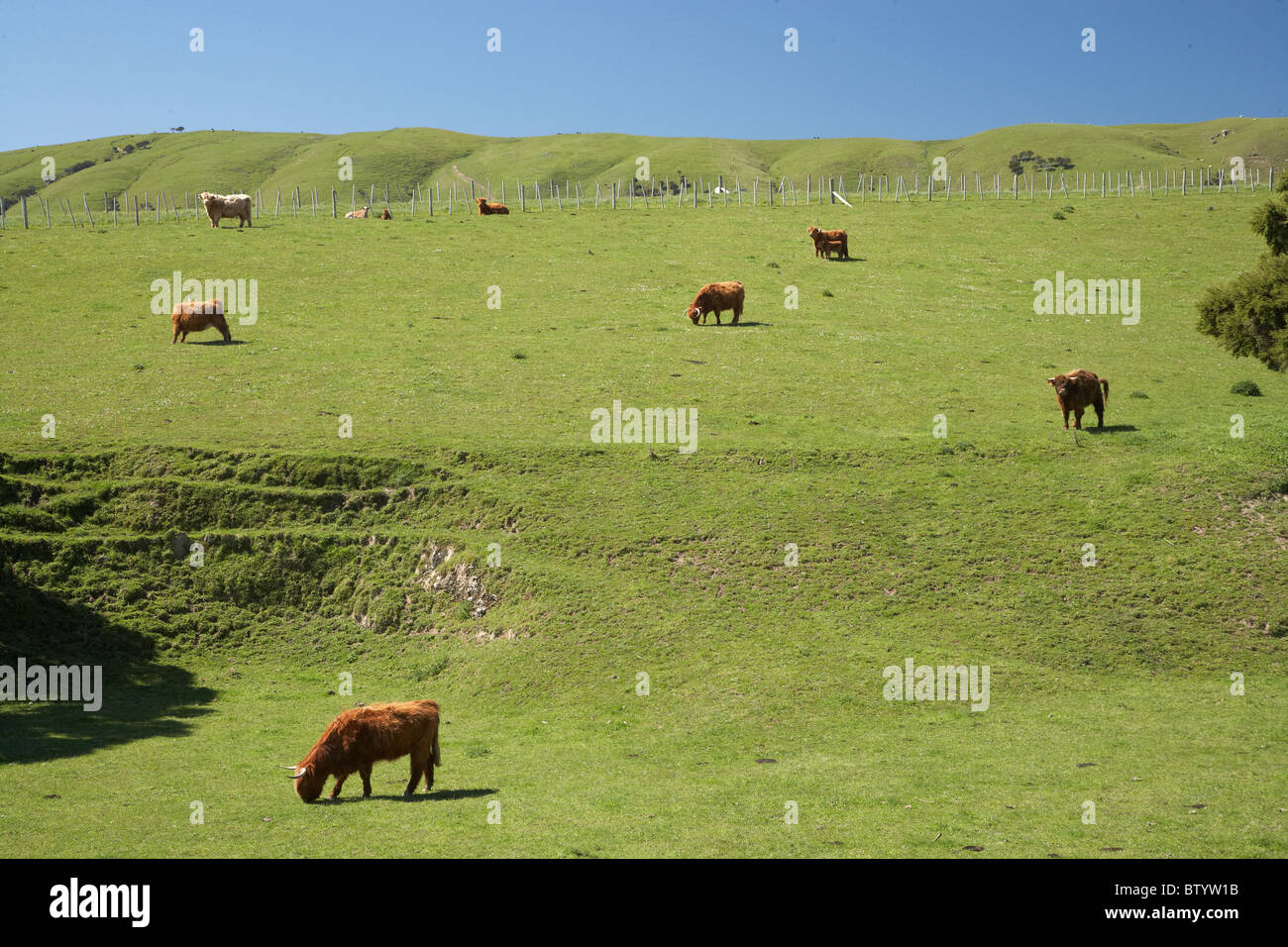 Highland cattle near martinborough hires stock photography and images