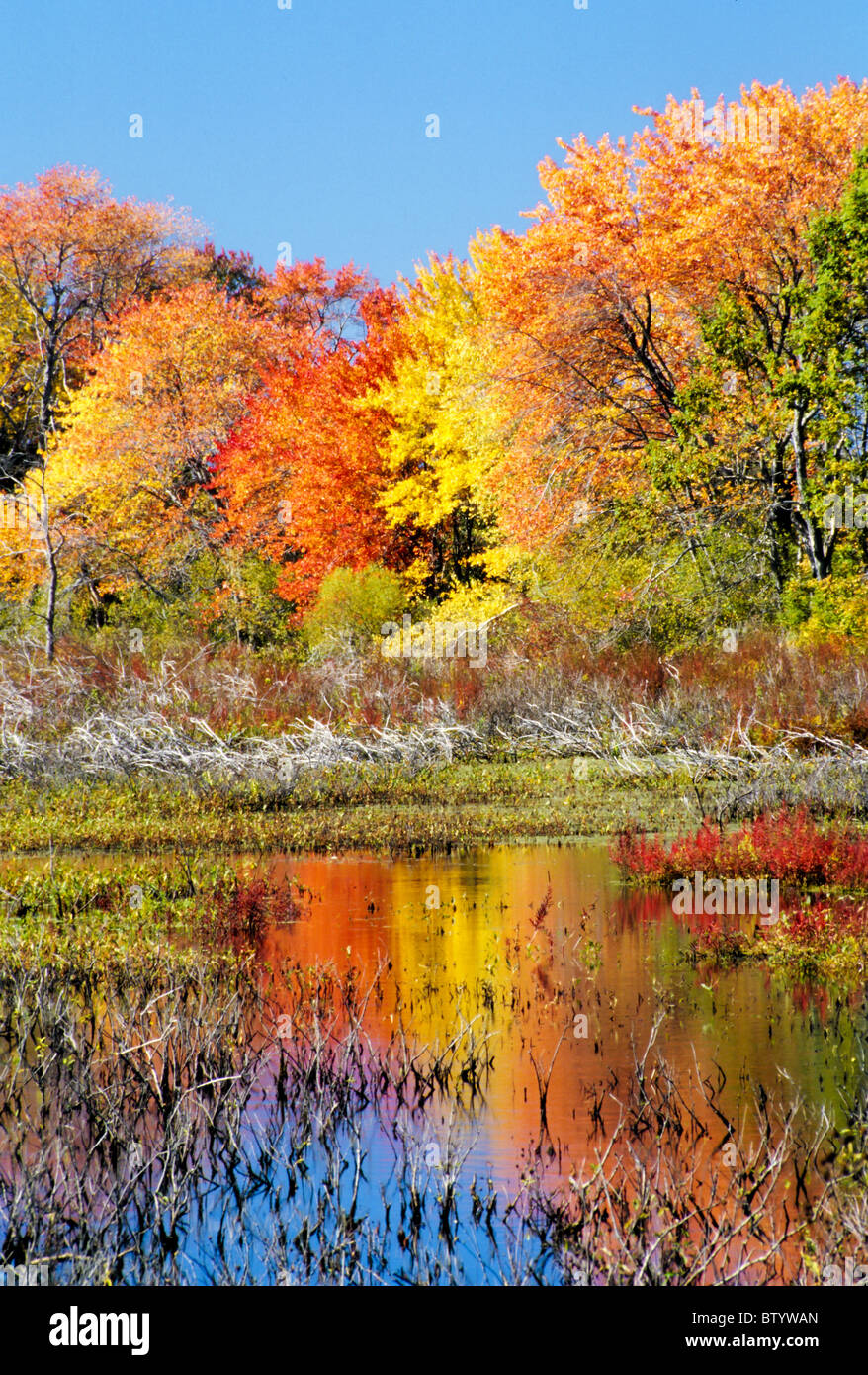 Great Meadows National Wildlife Refuge, Sudbury, Massachusetts with brilliant fall colors. Stock Photo