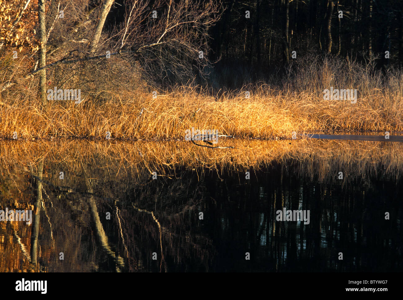 Late autumn bronze colors on the Sudbury River in Massachusetts. Stock Photo