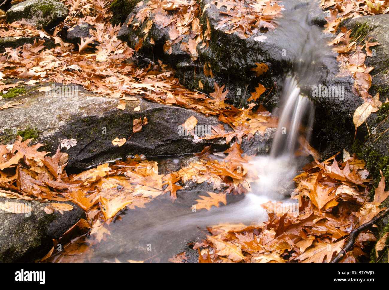 Waterfall and fallen oak leaves Stock Photo - Alamy