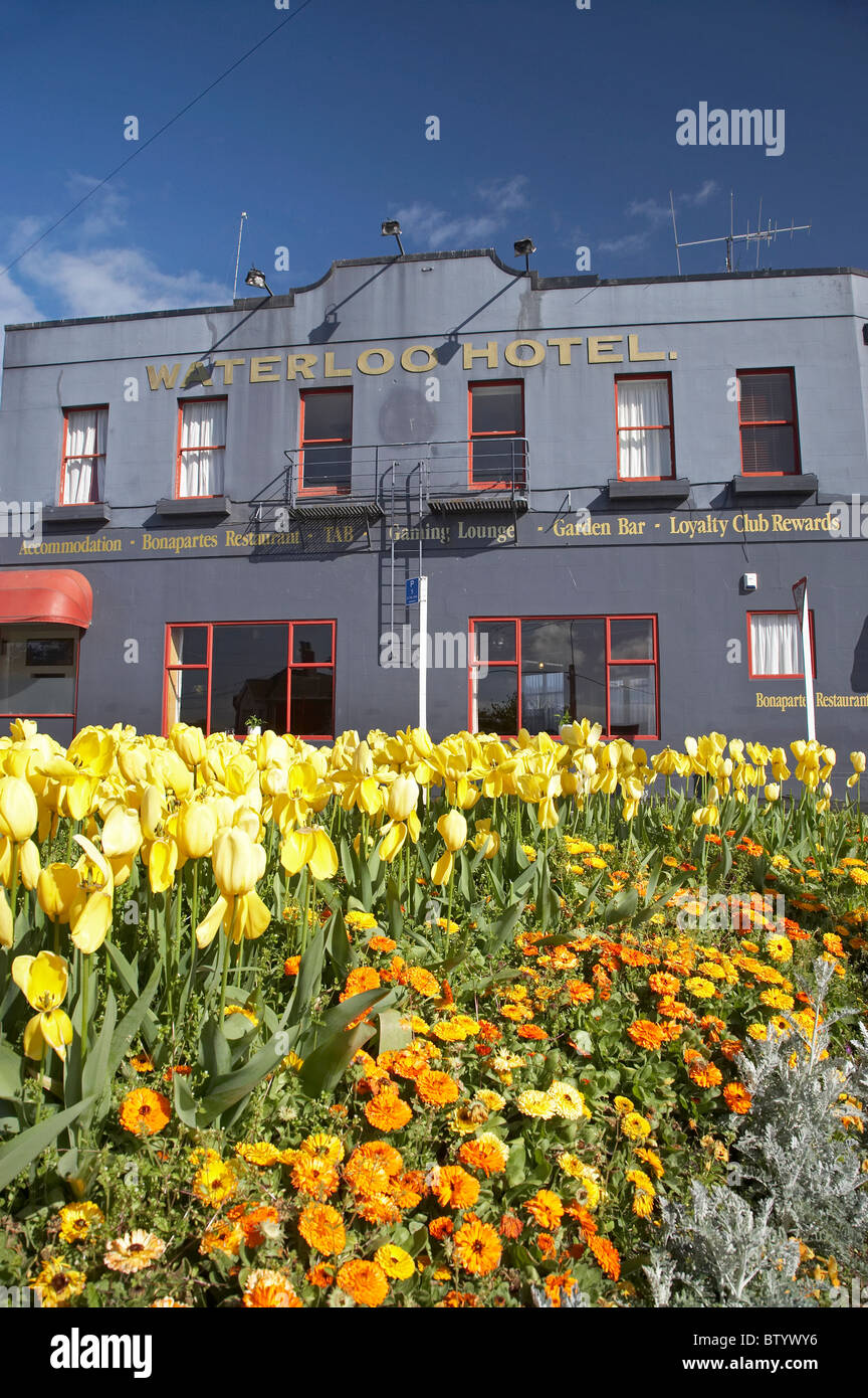 Yellow Tulips and Waterloo Hotel, South Dunedin, Otago, South Island, New Zealand Stock Photo