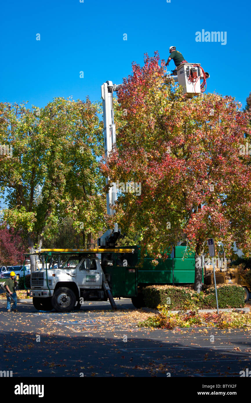 Tree trimmers on a Autumn day Stock Photo