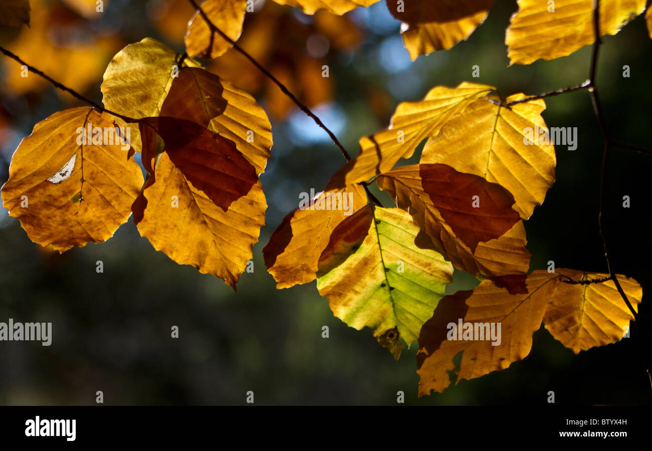 Sunlight shining through Autumn leaves of European beech (Fagus sylvatica) Stock Photo