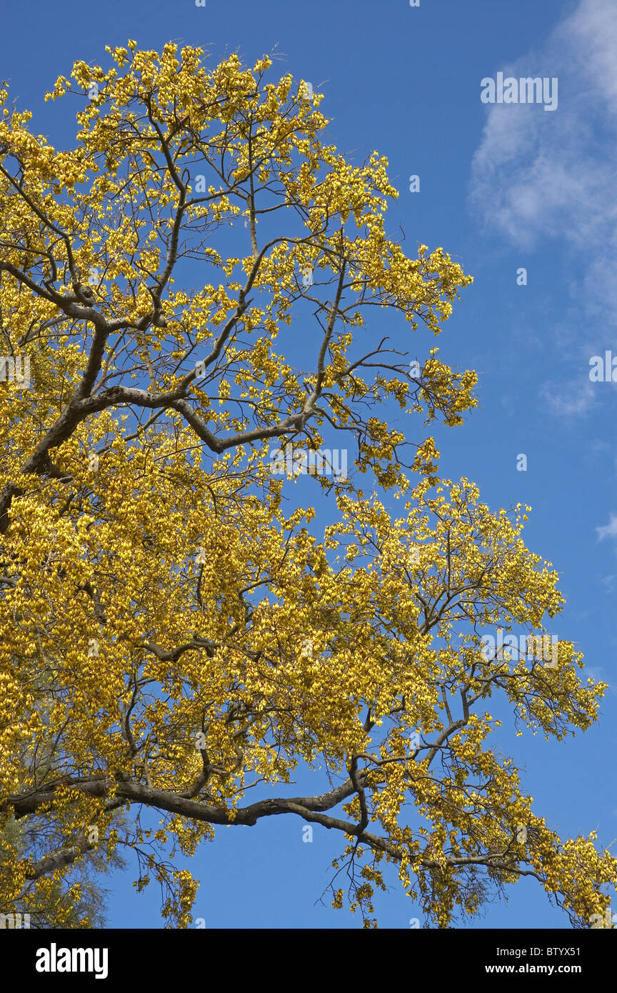 Kowhai Tree in Bloom, Botanic Gardens, Dunedin, Otago, South Island, New Zealand Stock Photo
