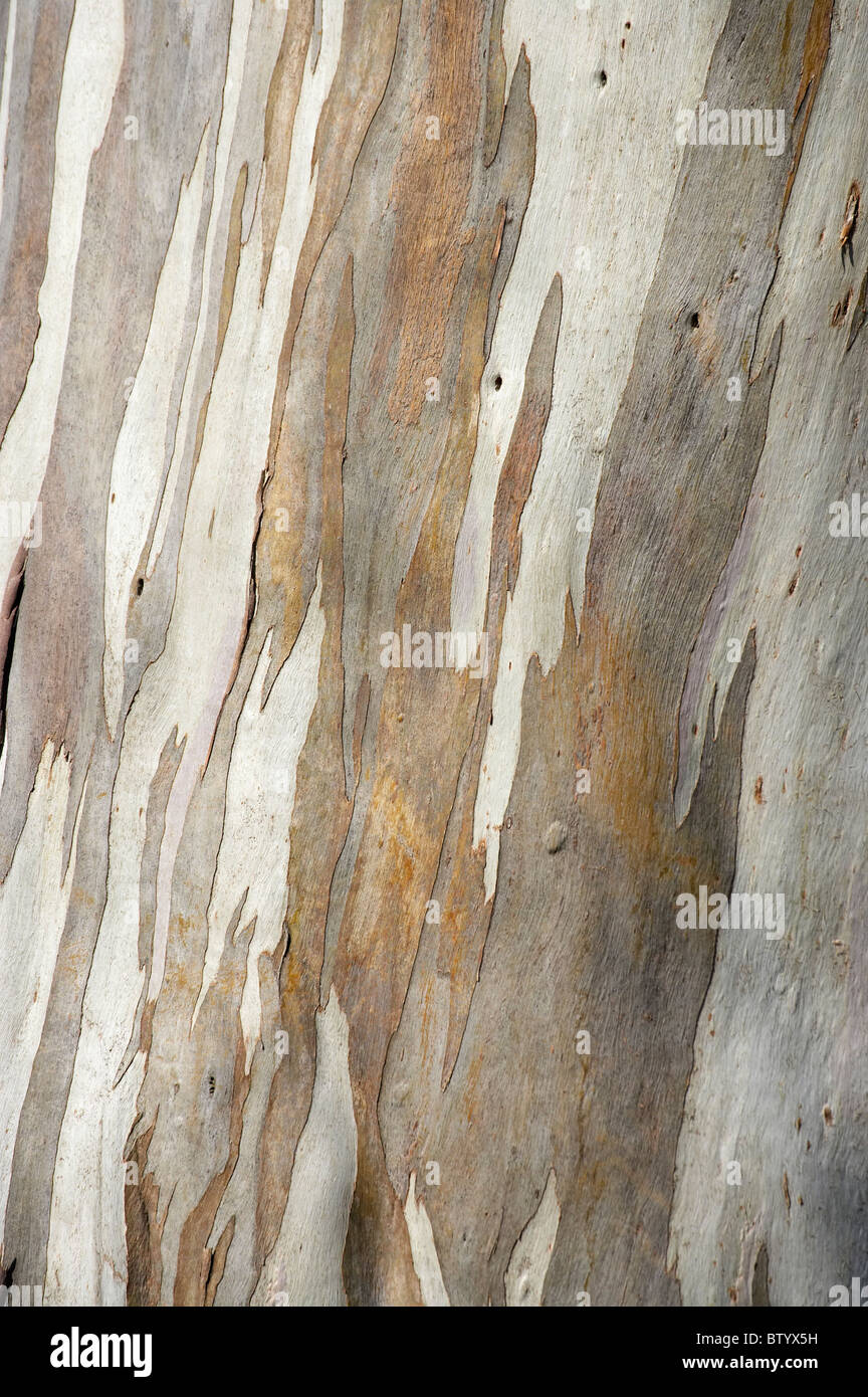 Gum tree bark hires stock photography and images Alamy