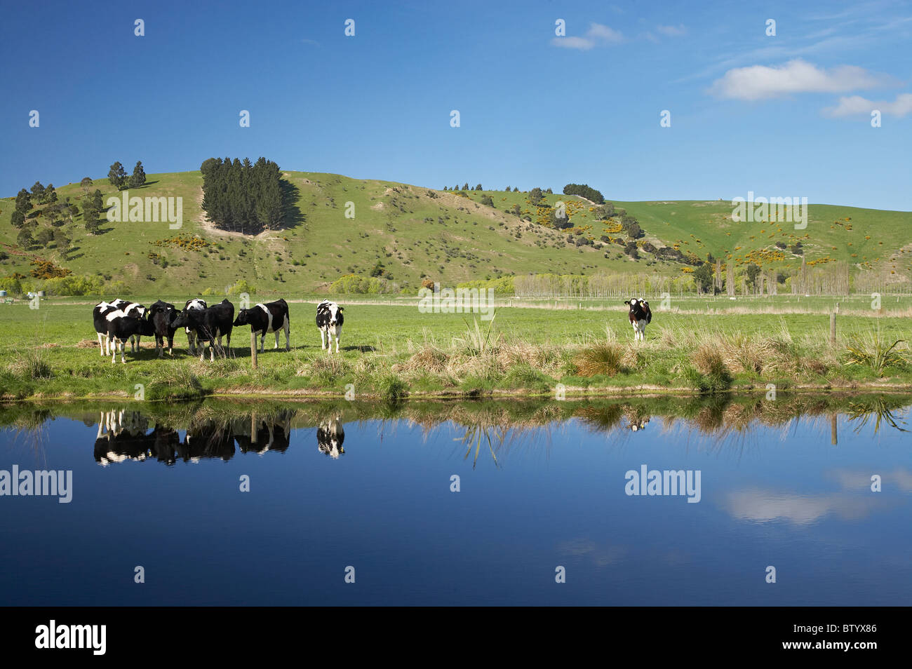 Cows reflected in canal, Henley, Taieri Plain, near Dunedin, Otago, South Island, New Zealand Stock Photo