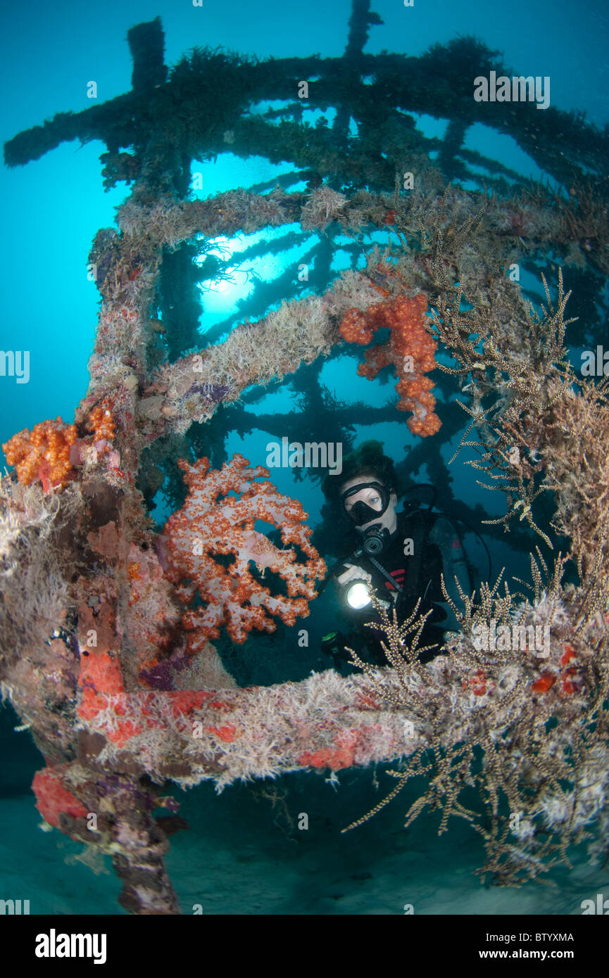 Diver looking at Tree Coral, Dendronephthya sp., growing on artificial reef structure, , Sipadan, Sabah, Malaysia Stock Photo