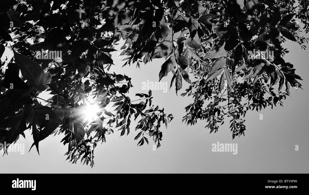 Inspirational light shining through tree branches. Sun ray through trees. Stock Photo