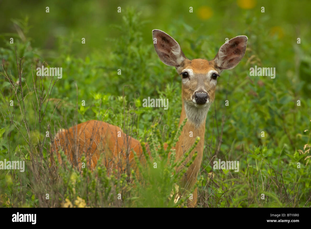 Mule deer- Odocoileus hemionus - South Dakota - doe Stock Photo