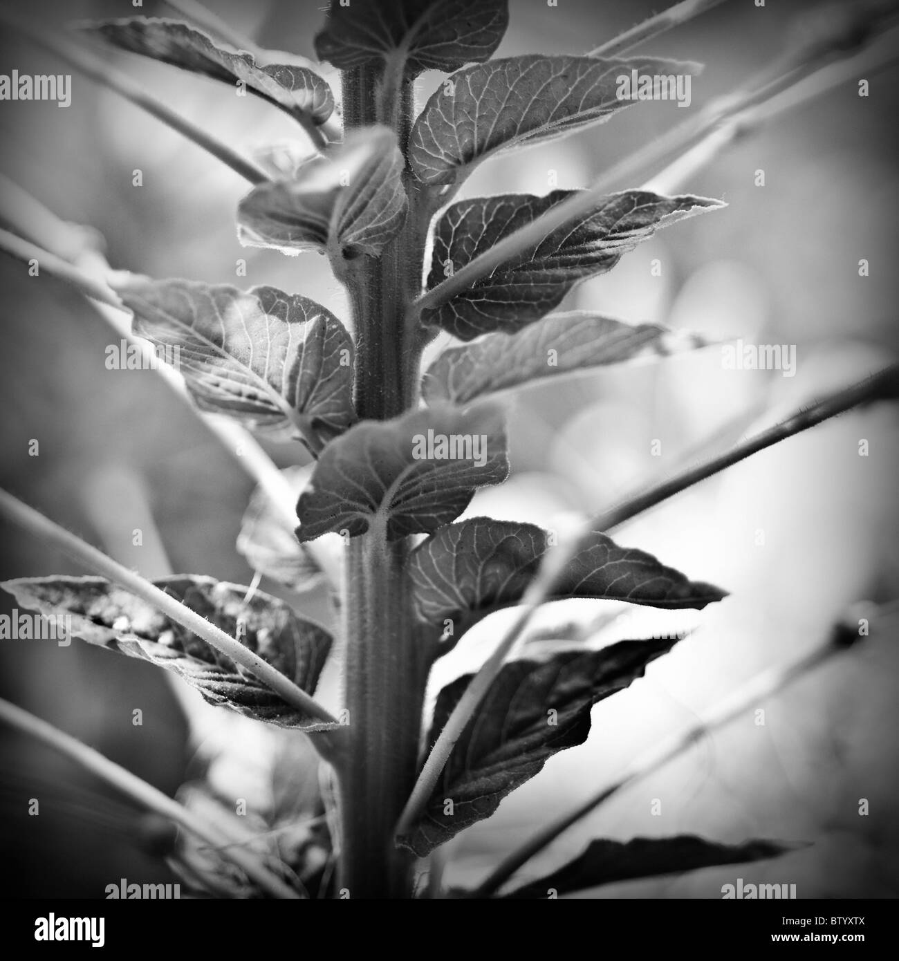 Close-up of plant stalk. Stock Photo