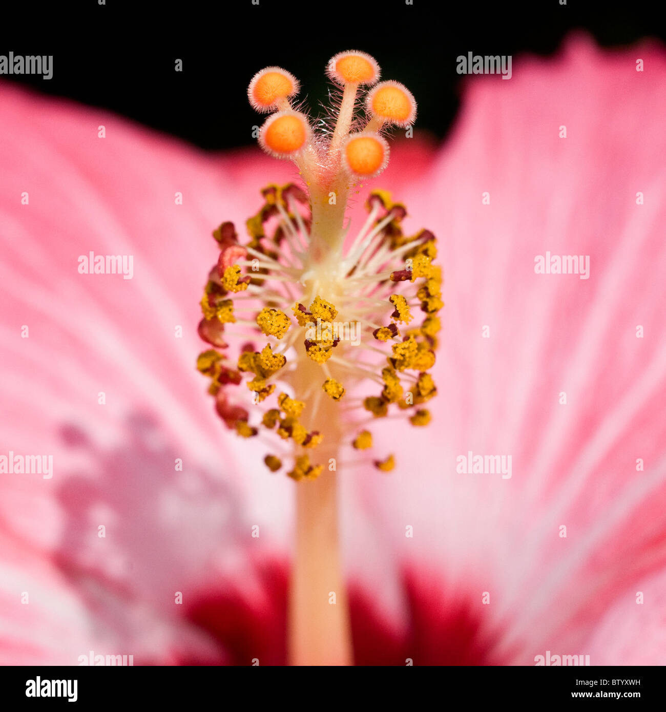 Close-up pistil of Hibiscus flower. Stock Photo