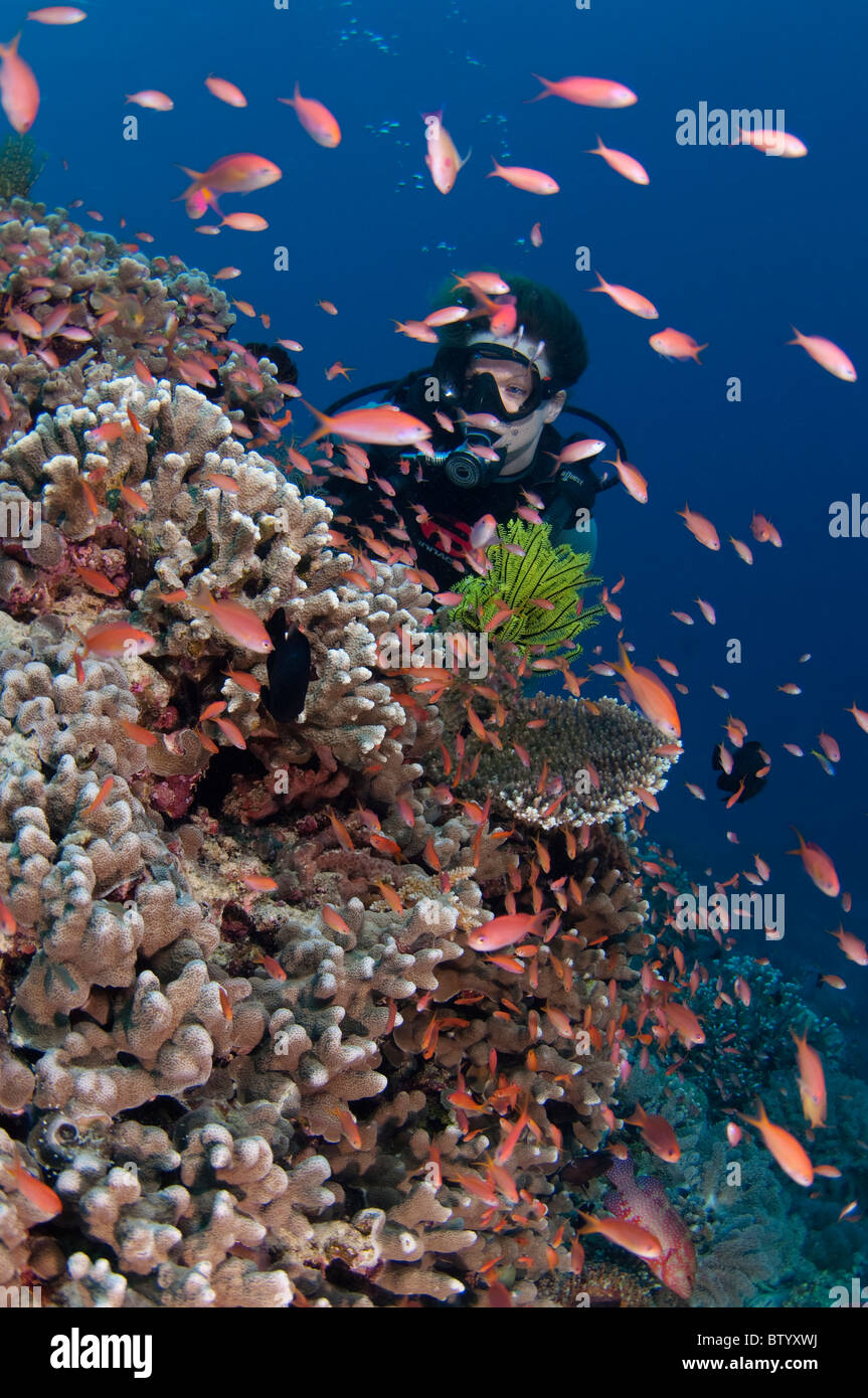 Diver swimming over reef, Sipadan, Sabah, Malaysia Stock Photo