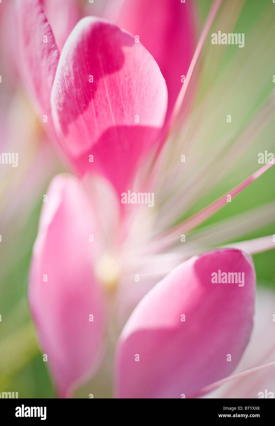 Close-up of pink Spring flowers. Stock Photo