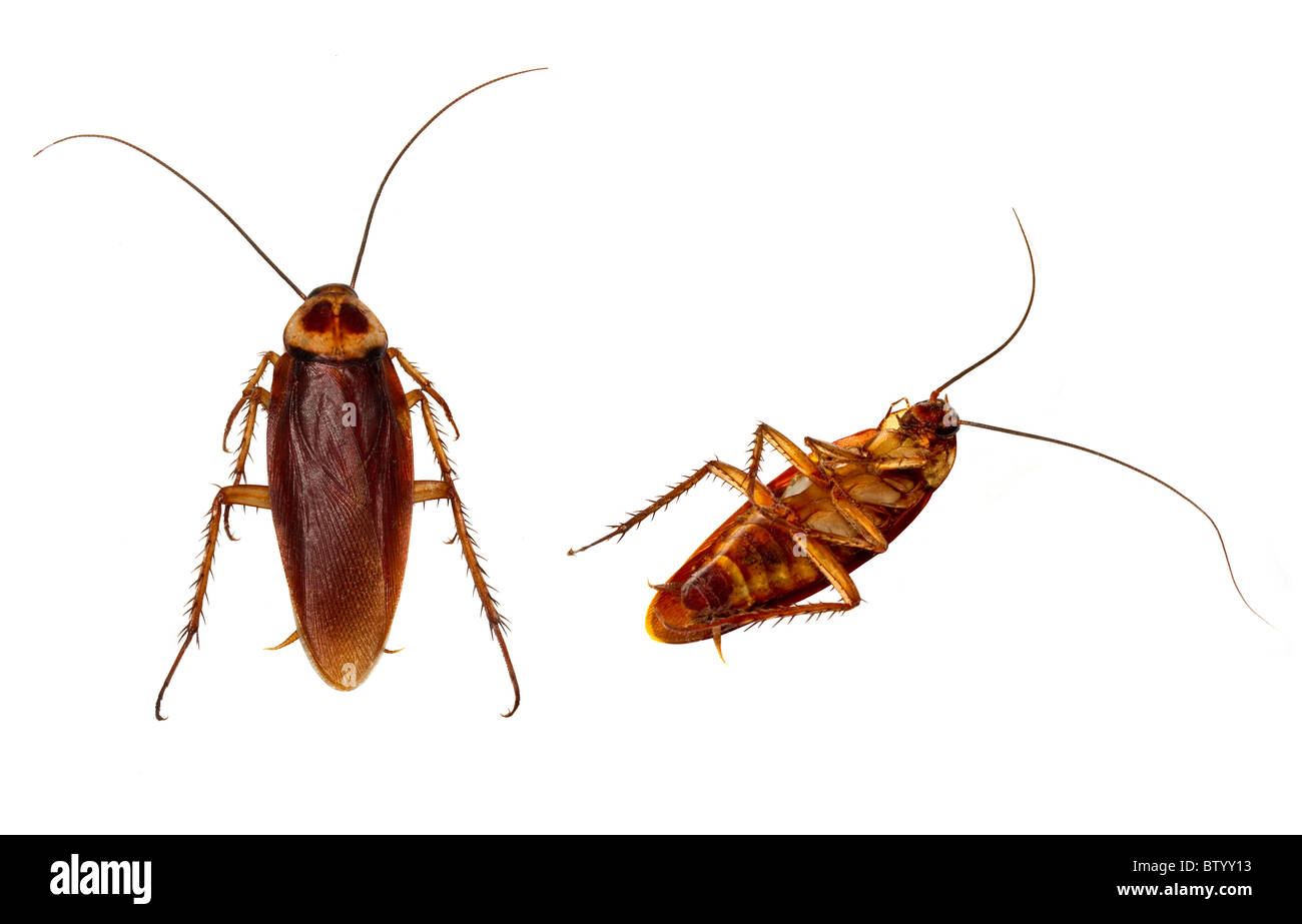 Two Cockroaches carefully isolated by using high key flash background
