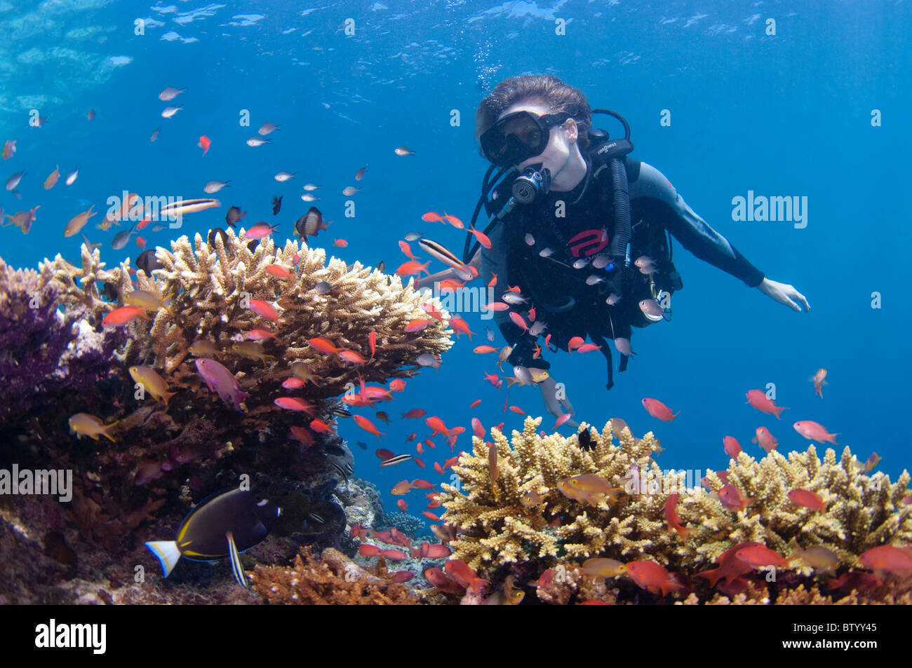 Diver looking at school of Anthias in a cleaning station, Sipadan, Sabah, Malaysia Stock Photo