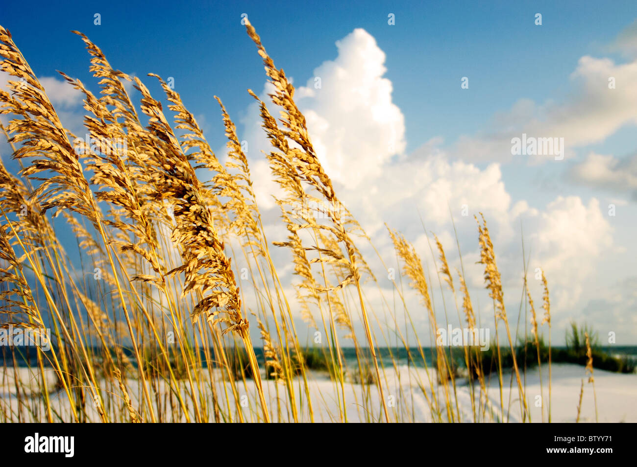 Gulf Coast, Florida natural beach habitat. Close up of sea oats. Stock Photo