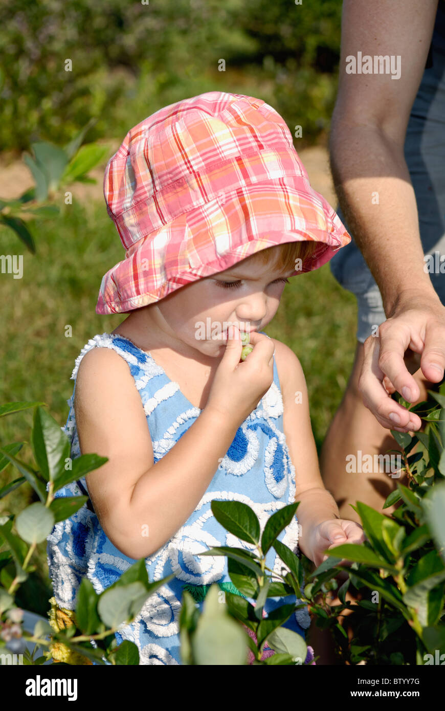 Little Girl Eating Unripe Blueberries in Harrison County, Indiana Stock