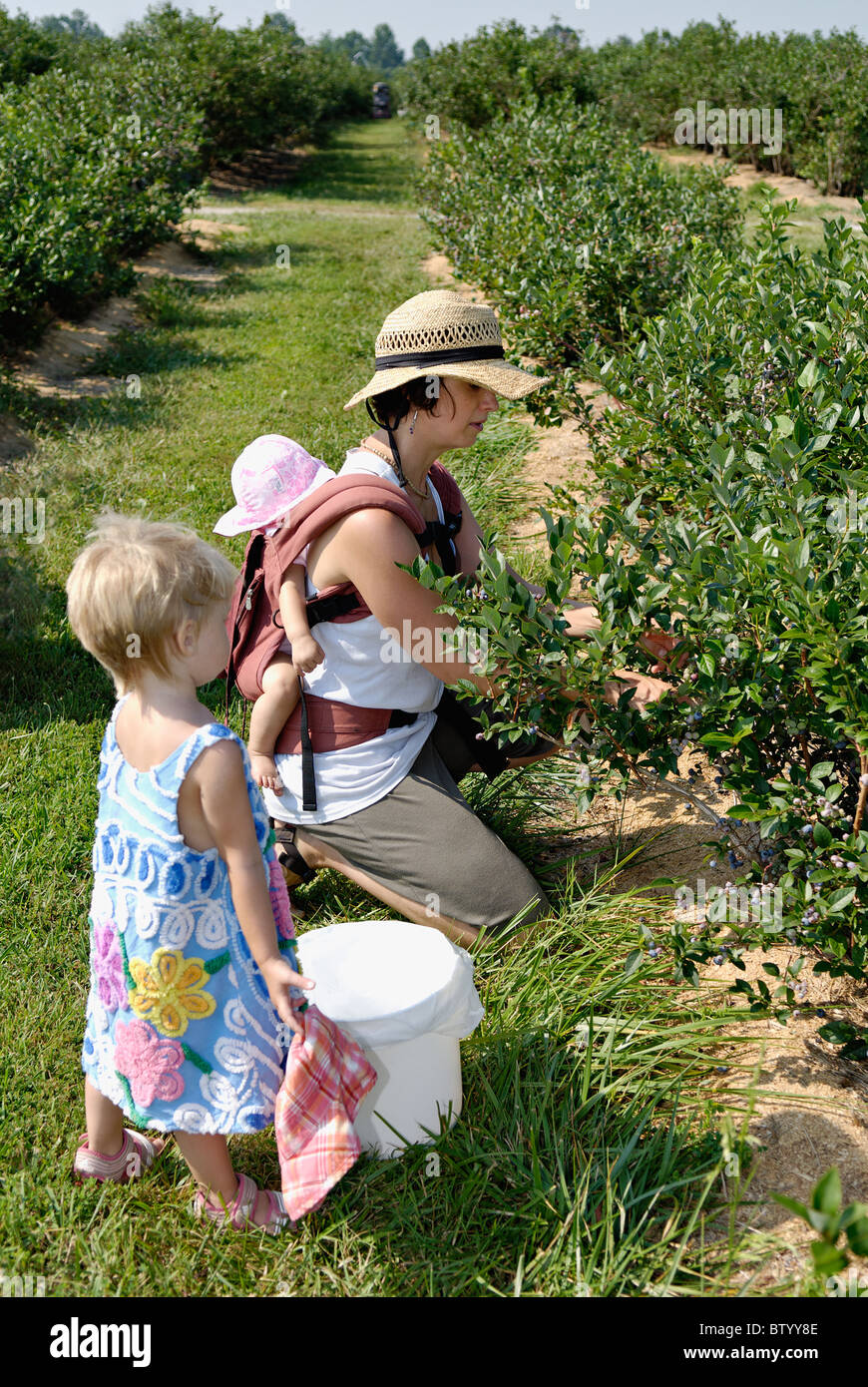 Mother with Baby on her Back and Young Daughter Picking Blueberries in Harisson Conty, Indiana Stock Photo
