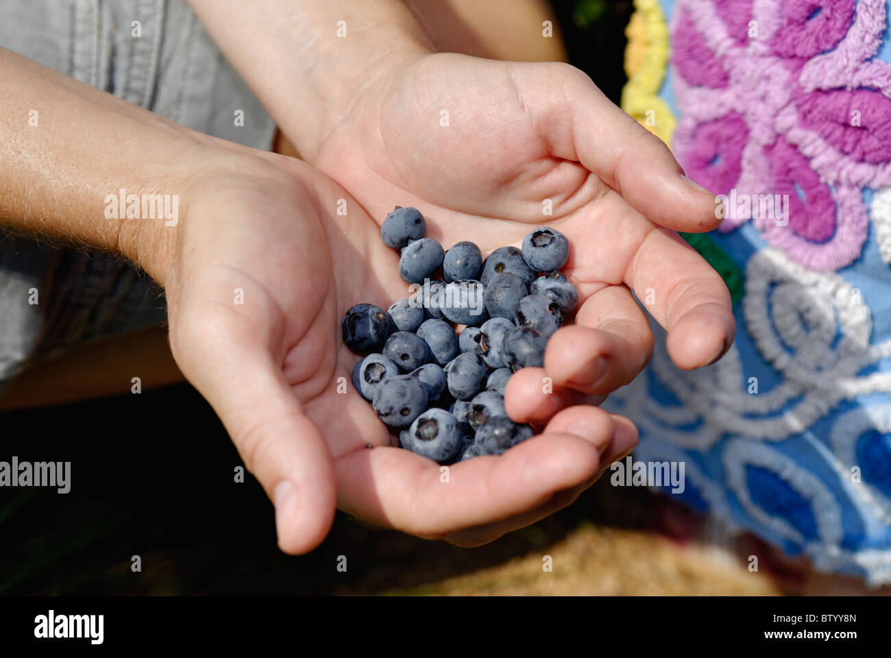 Handful of Fresh Picked Blueberries Stock Photo