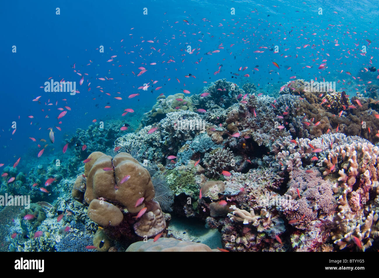 Large aggregation of Redfin Anthias, Pseudanthias dispar, on coral garden, Sipadan, Sabah, Malaysia Stock Photo