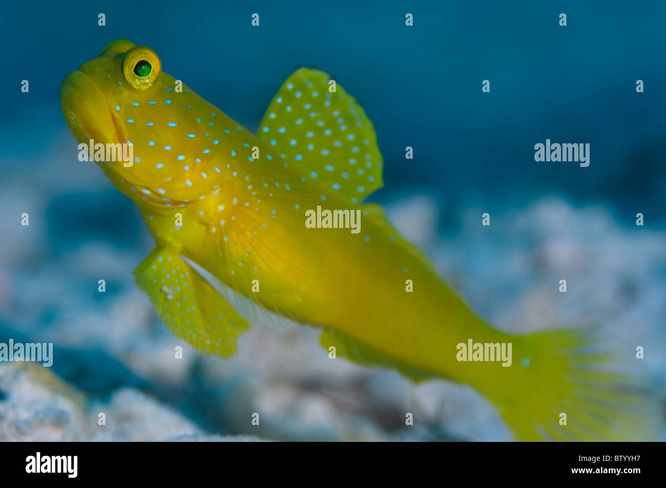 Banded Shrimpgoby, Cryptocentrus cinctus, Mabul, hovering just above sand, profile, Sabah, Malaysia Stock Photo