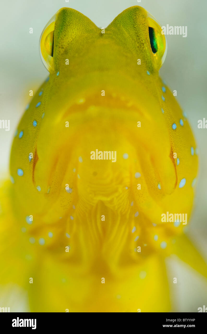 Banded Shrimpgoby, Cryptocentrus cinctus, Mabul, portrait, front view, Sabah, Malaysia Stock Photo