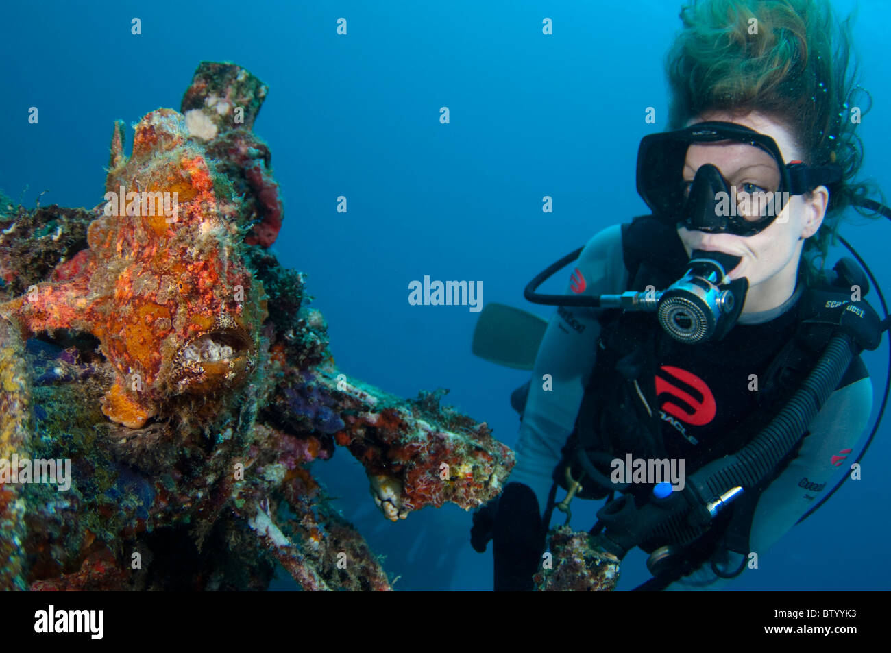 Diver looking at a Giant Frogfish, Antennarius commerson, on top of a manmade reef structure, Mabul, Sabah, Malaysia Stock Photo