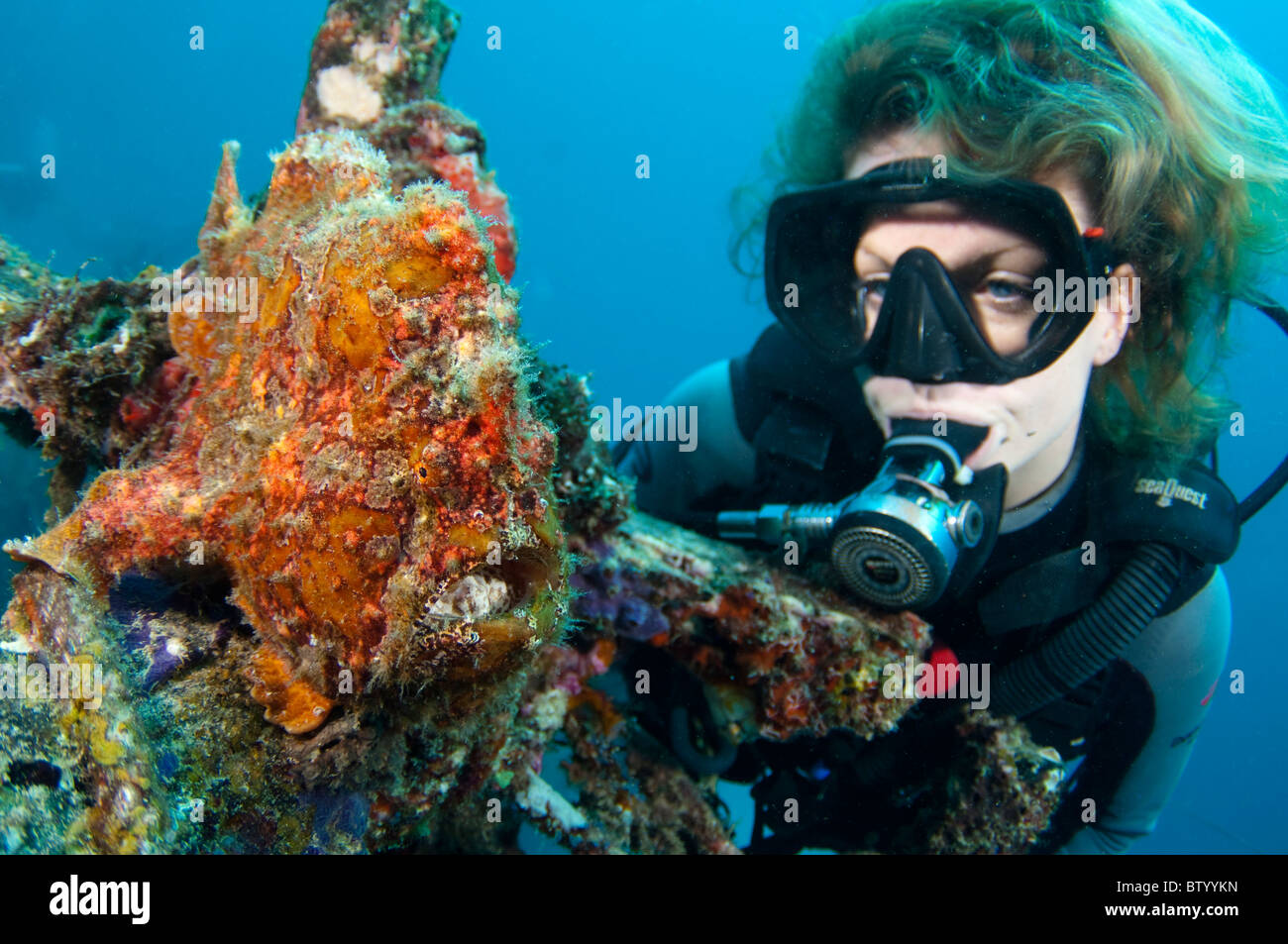 Diver looking at a Giant Frogfish, Antennarius commerson, on top of a manmade reef structure, Mabul, Sabah, Malaysia Stock Photo