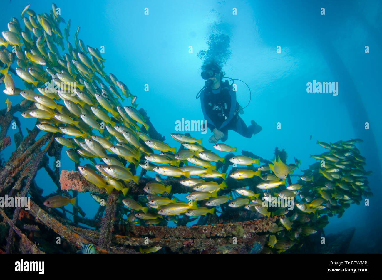 Diver and school of Bigeye Snappers, Lutjanus lutjanus, beneath the Seaventures Dive Resort platform, Mabul, Sabah, Malaysia Stock Photo