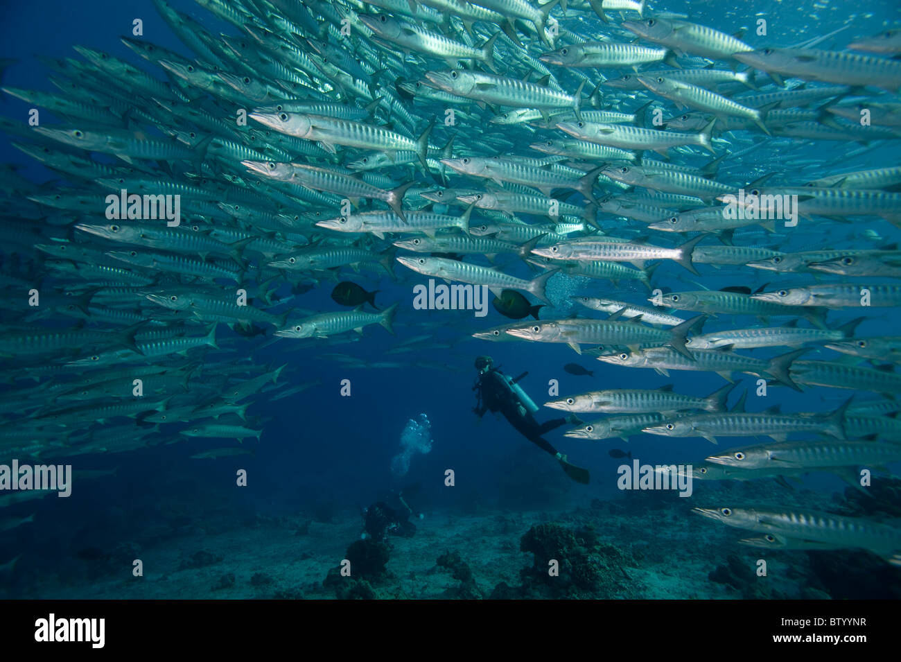 Diver looking at school of Chevron Barracudas, Sphyraena quenie, profile, Sipadan, Sabah, Malaysia Stock Photo