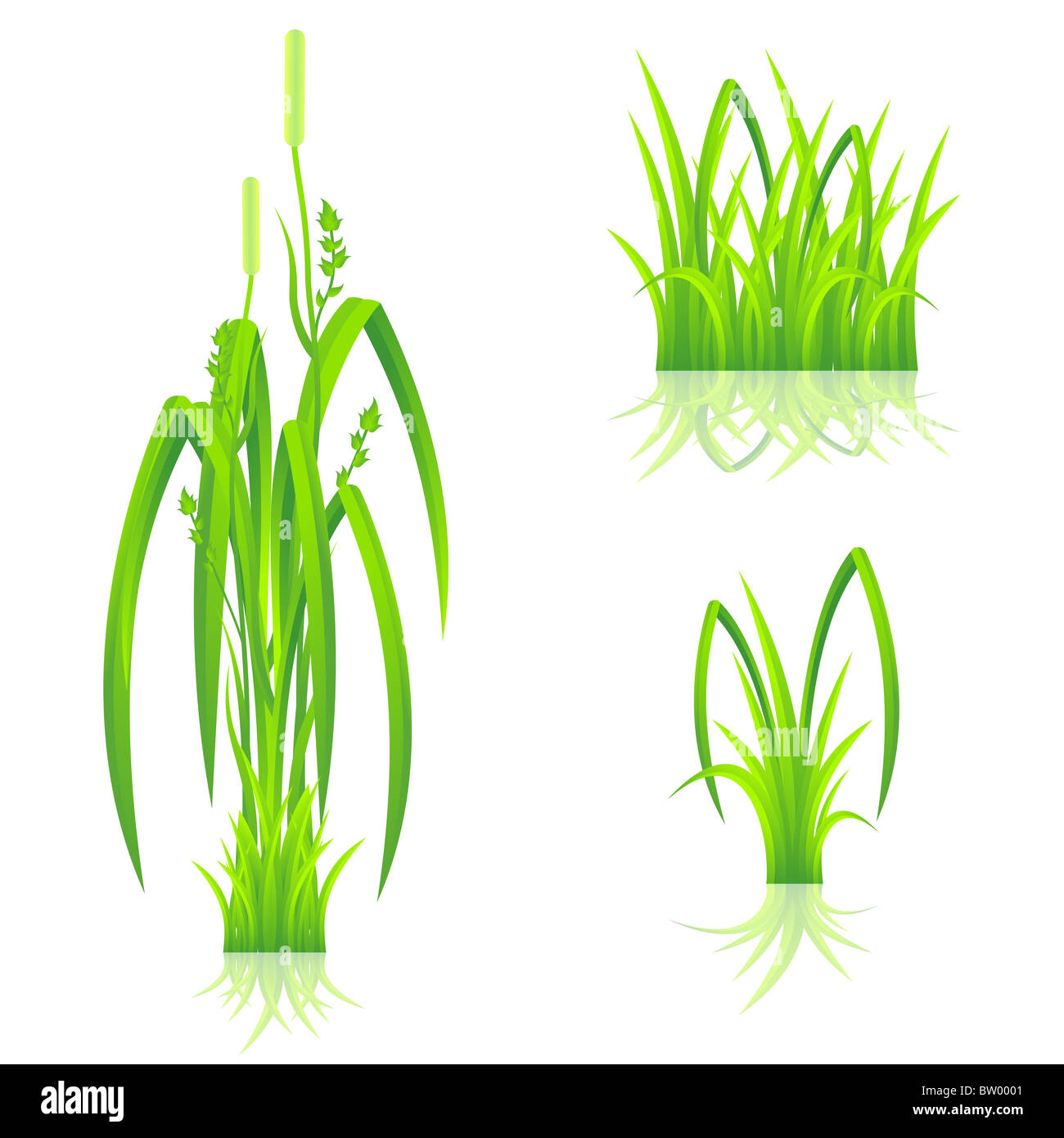 Green grass with reflection isolated on white Stock Photo - Alamy