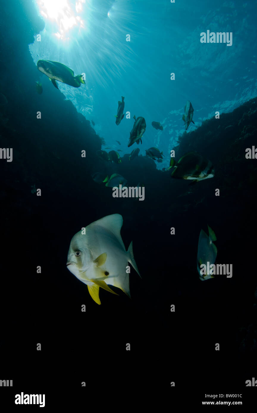 School of Tallfin Spadefish, Platax teira, at reef wall, Sipadan, Sabah, Malaysia Stock Photo