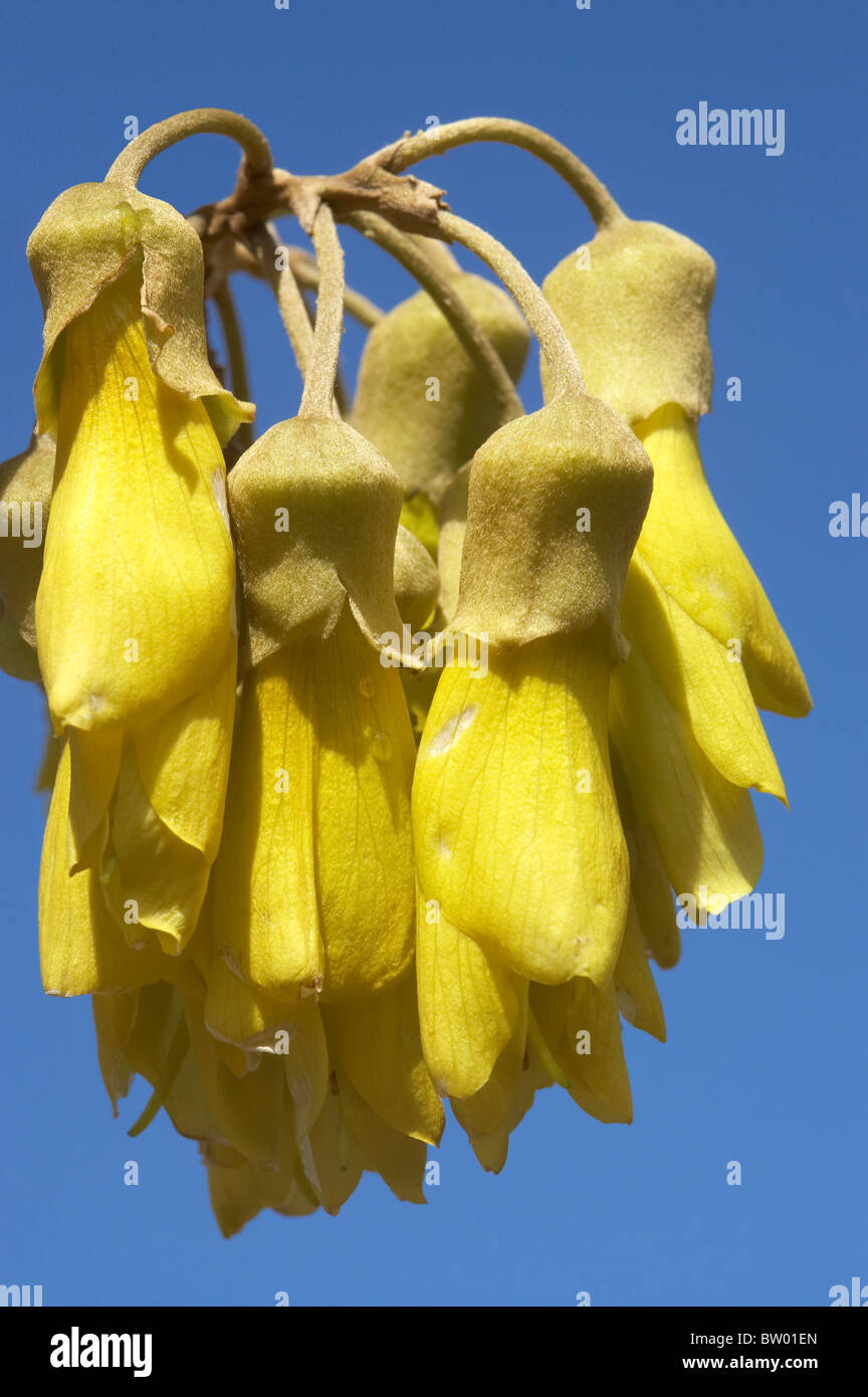 Kowhai flowers hires stock photography and images Alamy