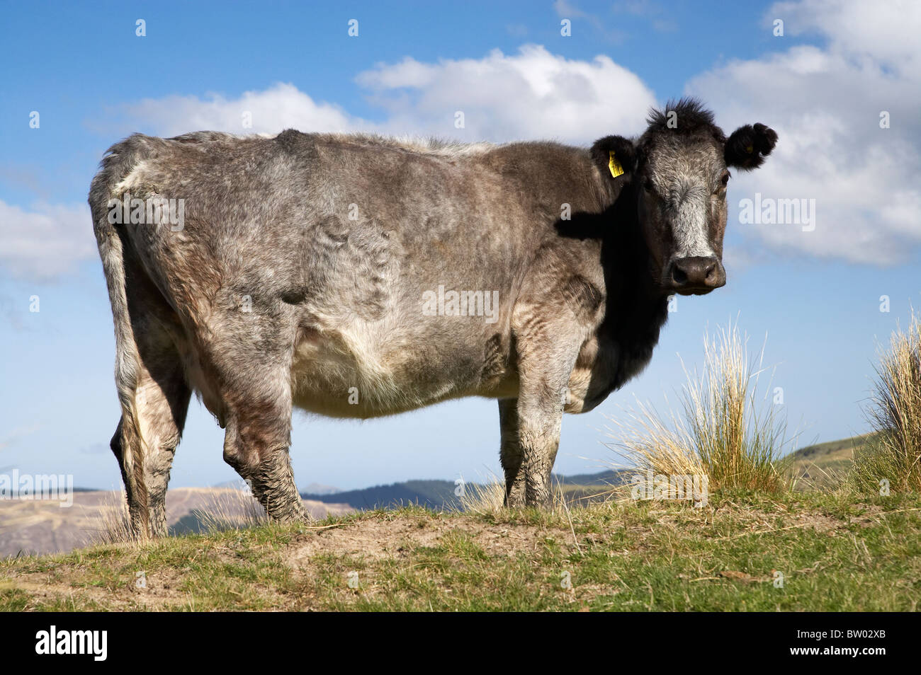 Cow, Strath Taieri, near Dunedin, Otago, South Island, New Zealand Stock Photo