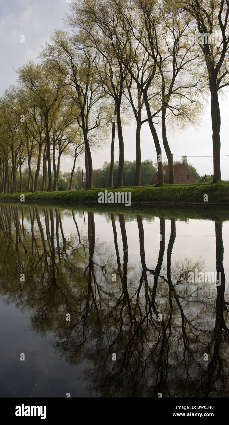 View of Trees in a canal near bruges belgium Stock Photo