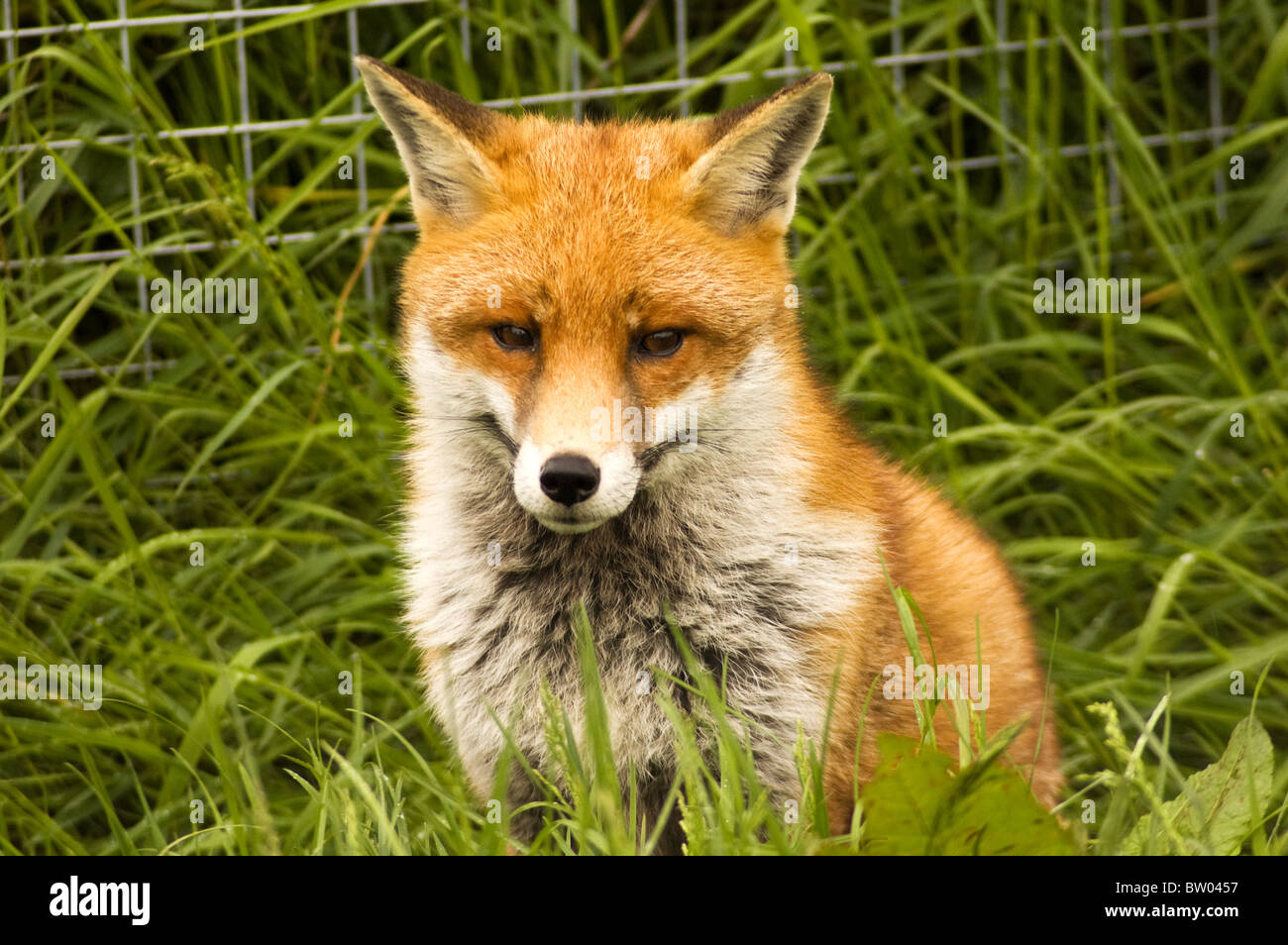 A wild fox that has been taken into an animal rescue centre and is now ready to be returned to the wild Stock Photo
