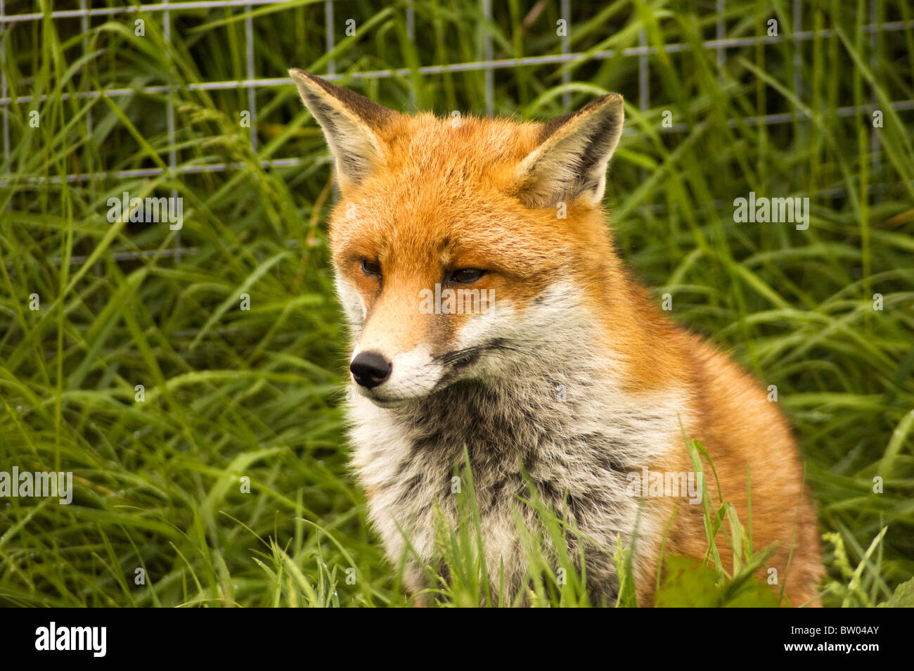 A wild fox that has been taken into an animal rescue centre and is now ...