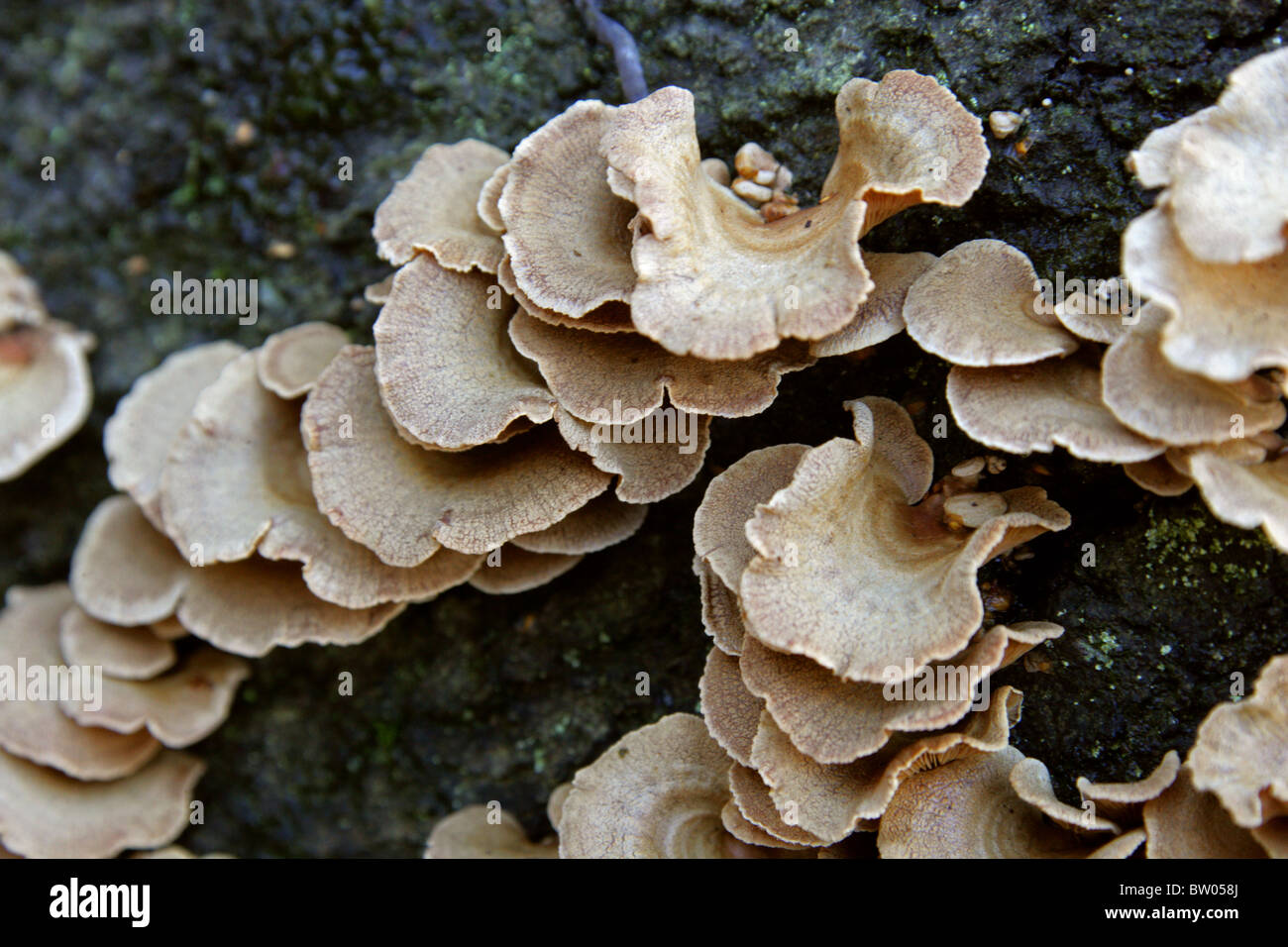 Bioluminescent fungus america hi-res stock photography and images - Alamy