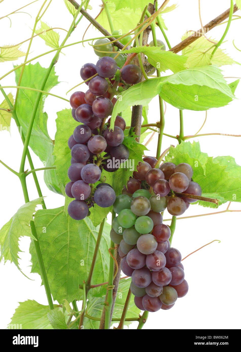 Unripe red grapes Stock Photo Alamy