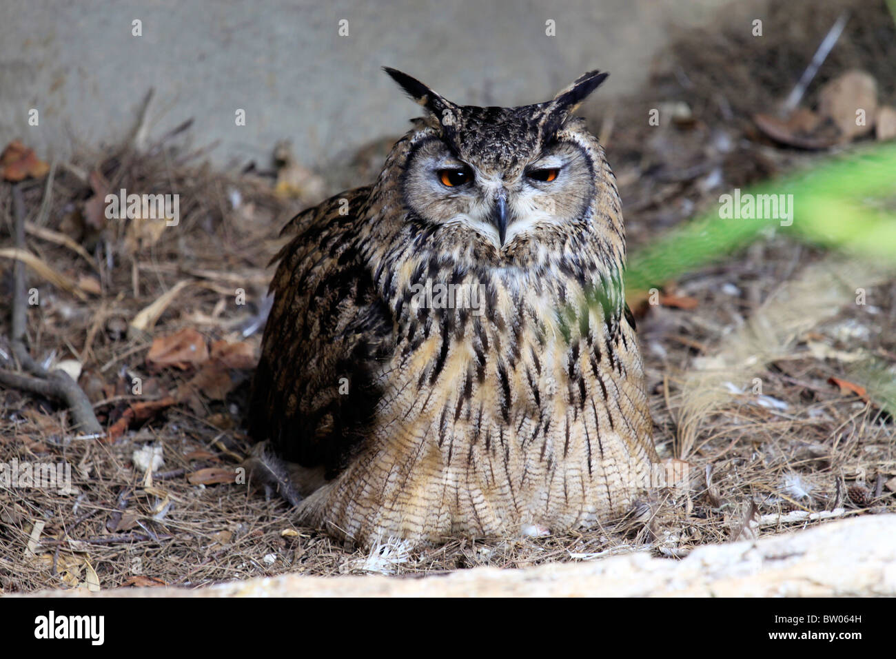 Turkmenian Eagle Owl (Bubo bubo turcomanus) in World of Birds, Hout Bay, South Africa. Stock Photo